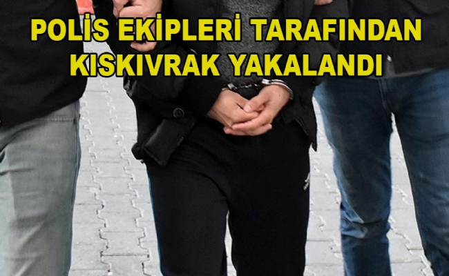 Kıskıvrak Yakalandı